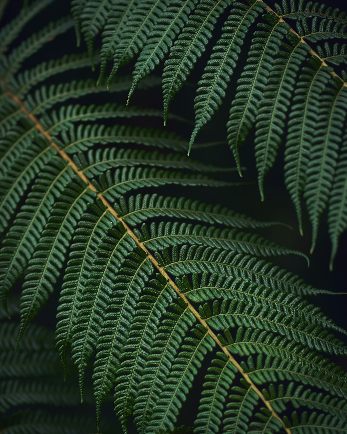 Delicate layers of green fern fronds